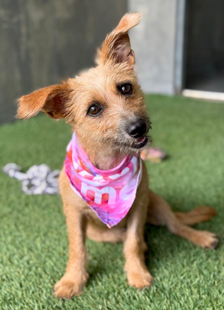 Small blond dog with head tilted left and ears perked up
