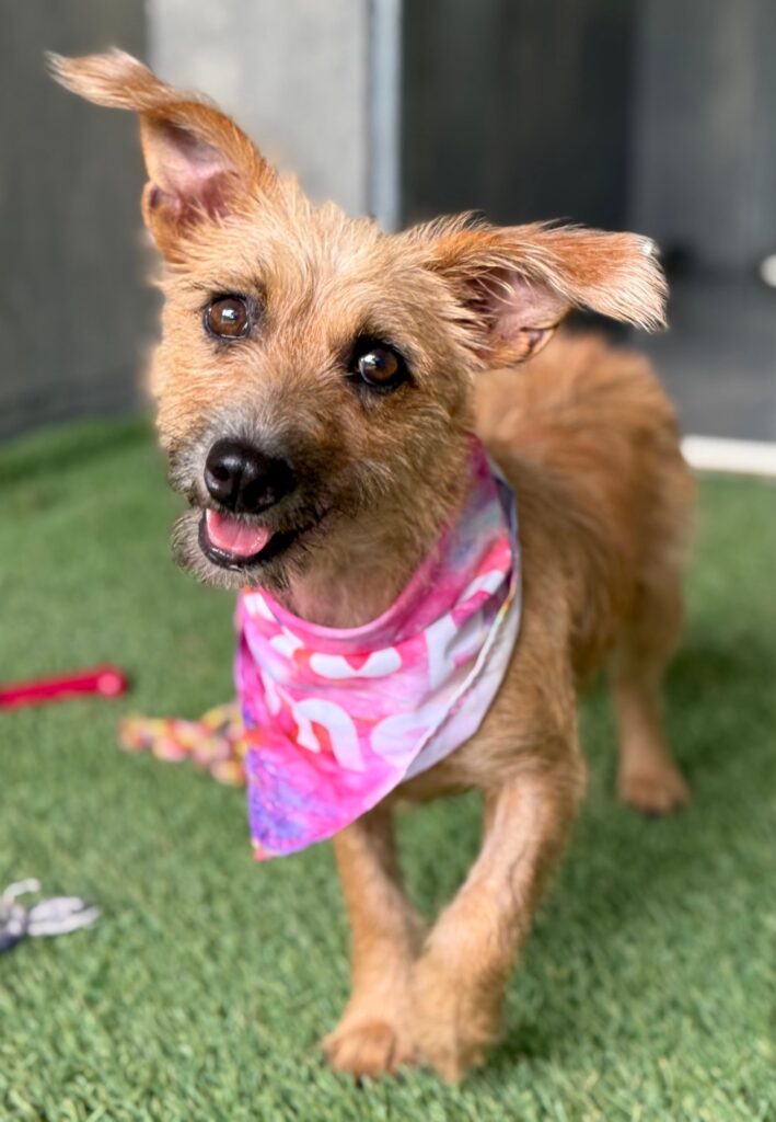 Small blond dog with head tilted right