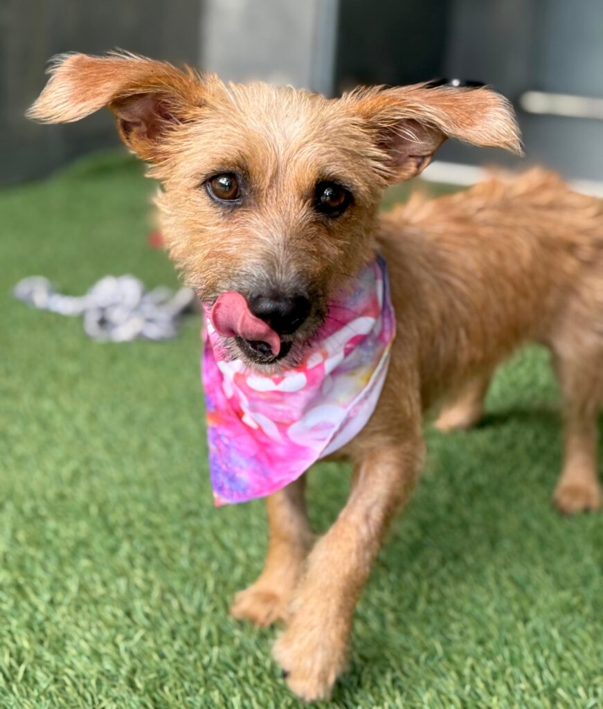 Small blond dog with glorious ears