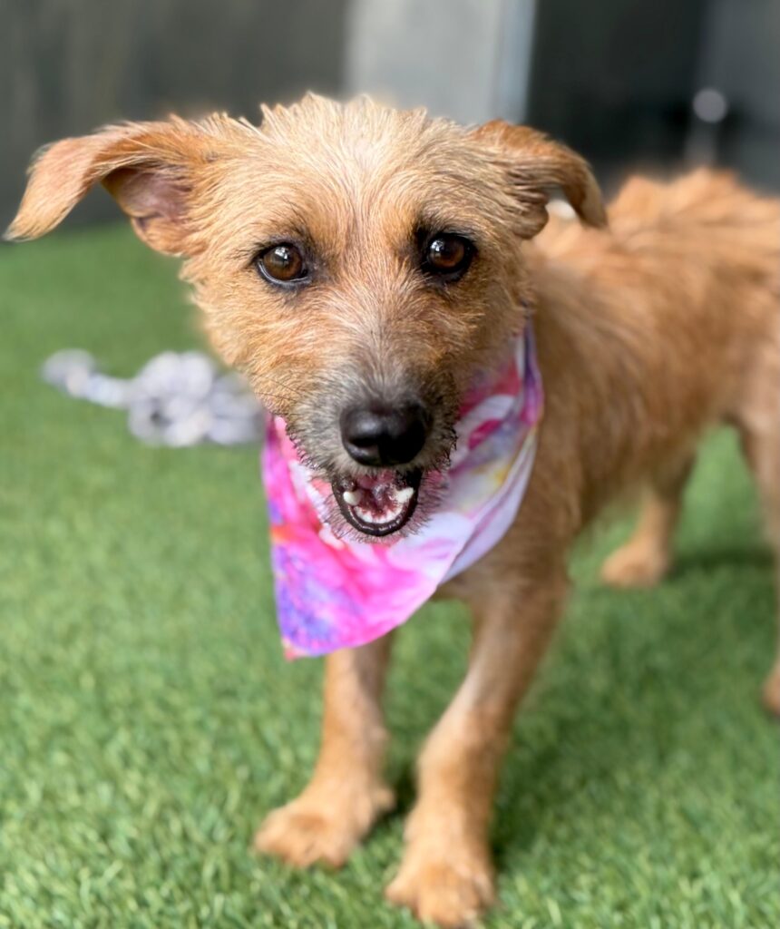 Small blond dog with pink scarf
