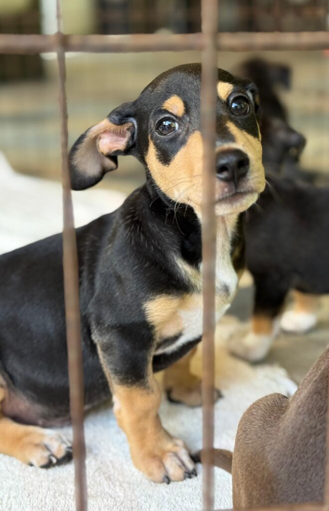 cachorro negro y marrón mirando sobre su hombro derecho