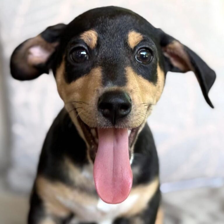 Black puppy with brown markings...