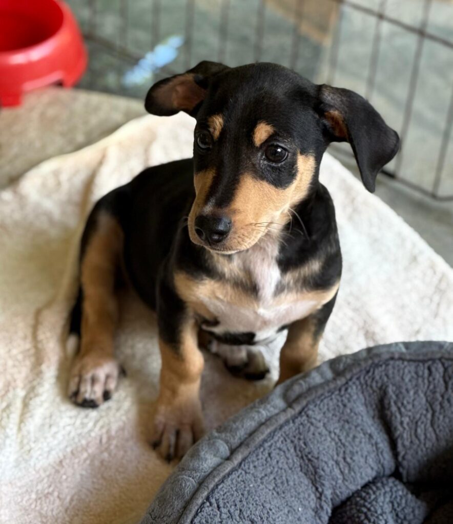 cachorro negro y marrón con lindo pecho blanco