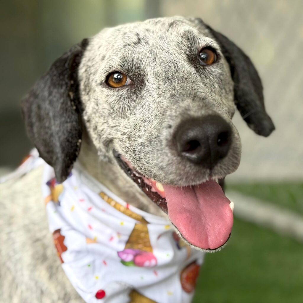 Adorable white dog with black speckles and black ears.