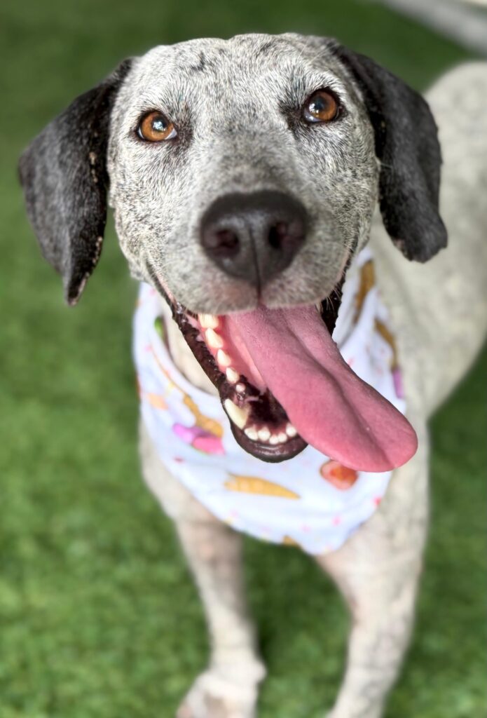 White dog with black ears and big pink tongue handing out.