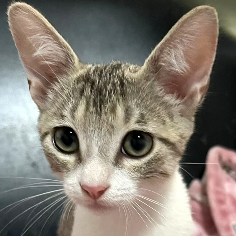 Adorable grey tabby with big ears