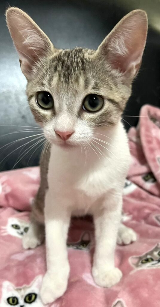 Gray tabby kitten with white chest sitting