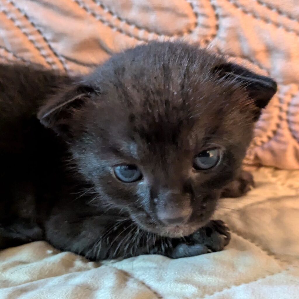 Tiny black kitten