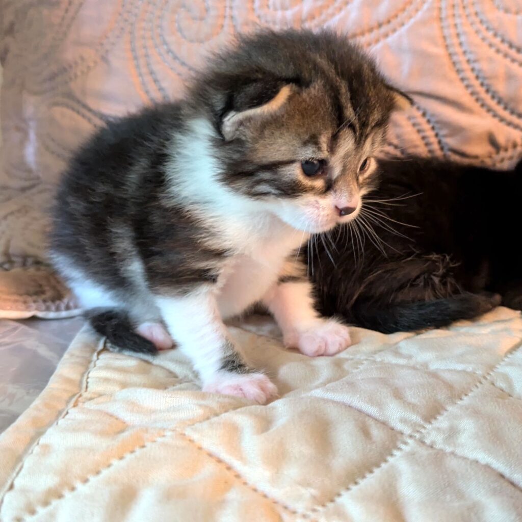 Tiny dark gray tabby