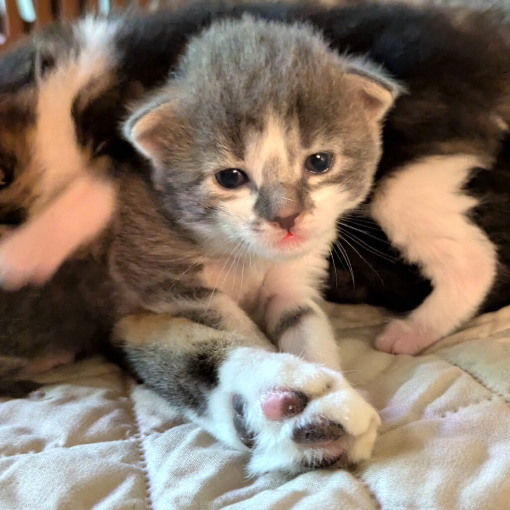 Tiny grey tabby kitten looking at the camera