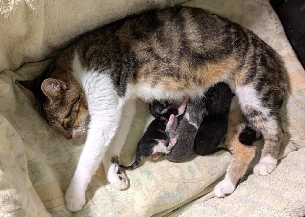 Misty Moo con sus 3 bebés