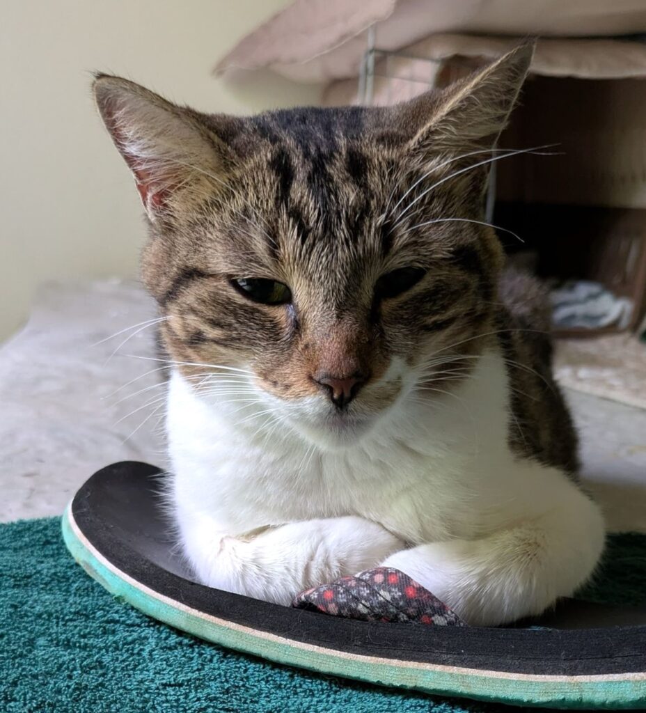 Tabby gato acostado en un flop