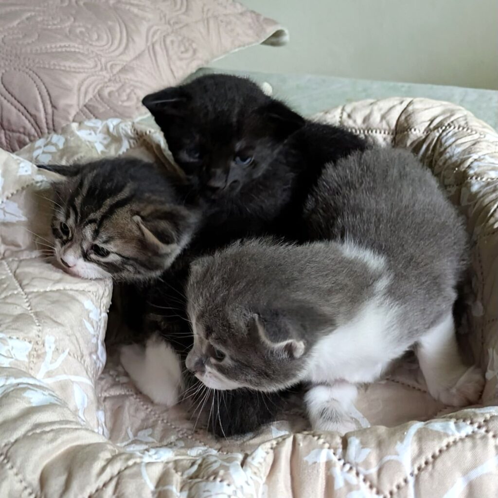 Three kittens in a pile