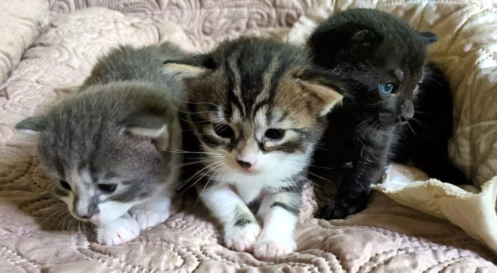 Three little kittens in a row