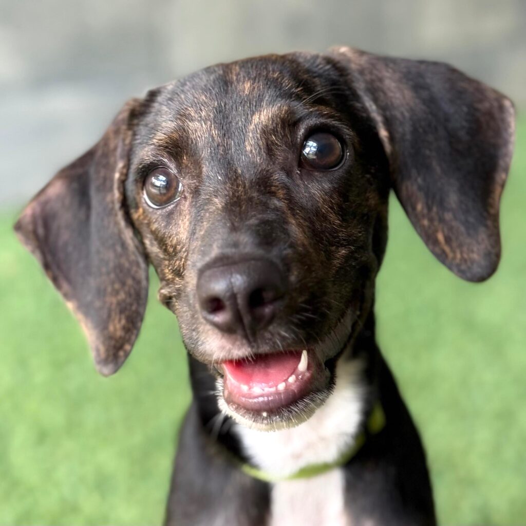 Sweet black dog with white chest smiling