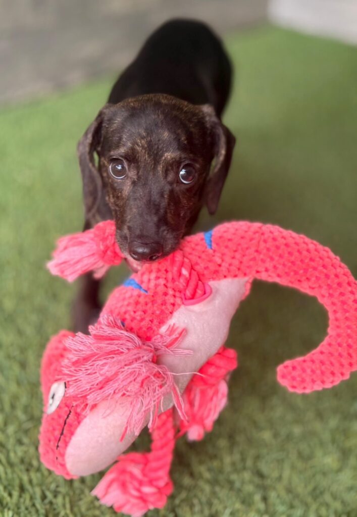 Black dog with pink toy as big as her.