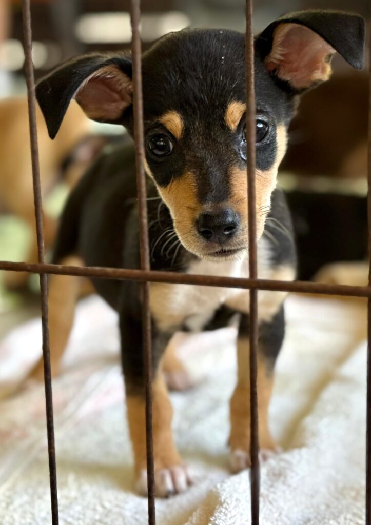 Black and brown puppy standing looking through puppy pen