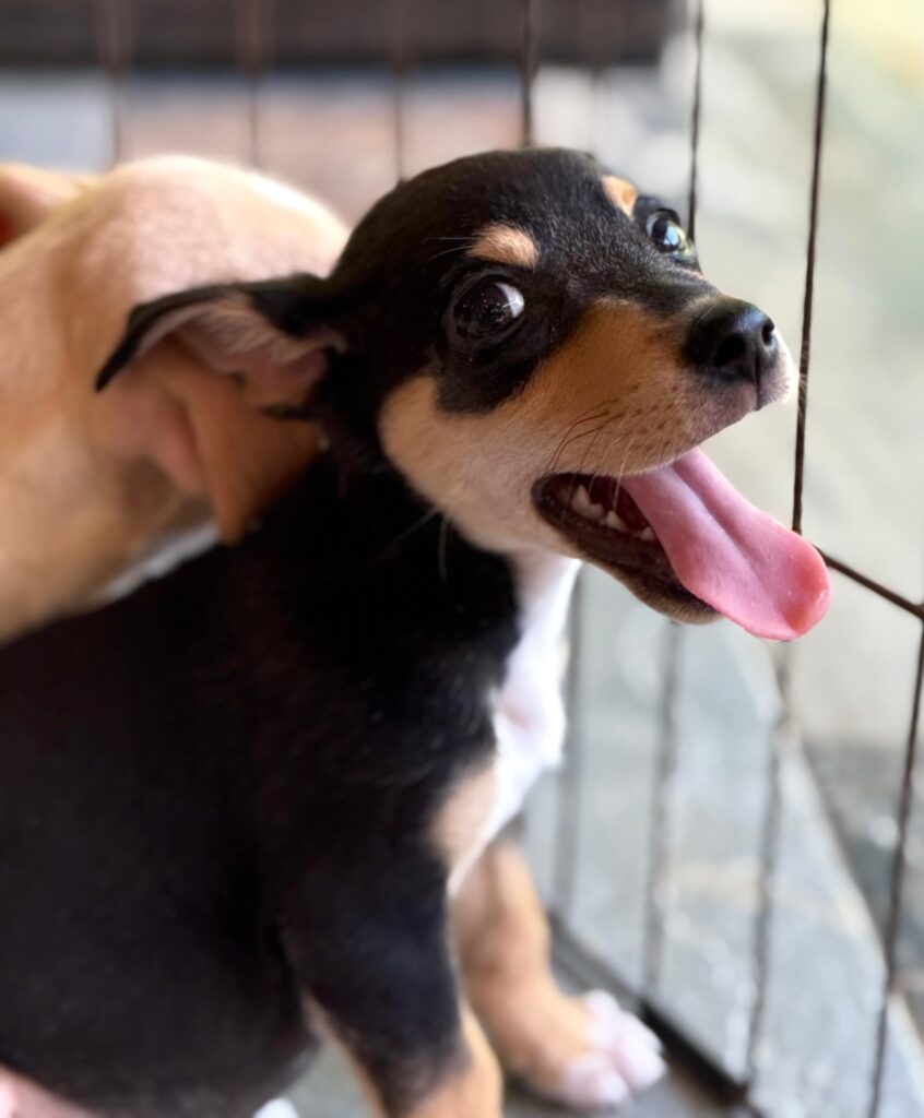 Black and brown puppy looking over his right shoulder with his pink tongue hanging out