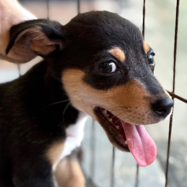 Black puppy smiling with pink tongue out
