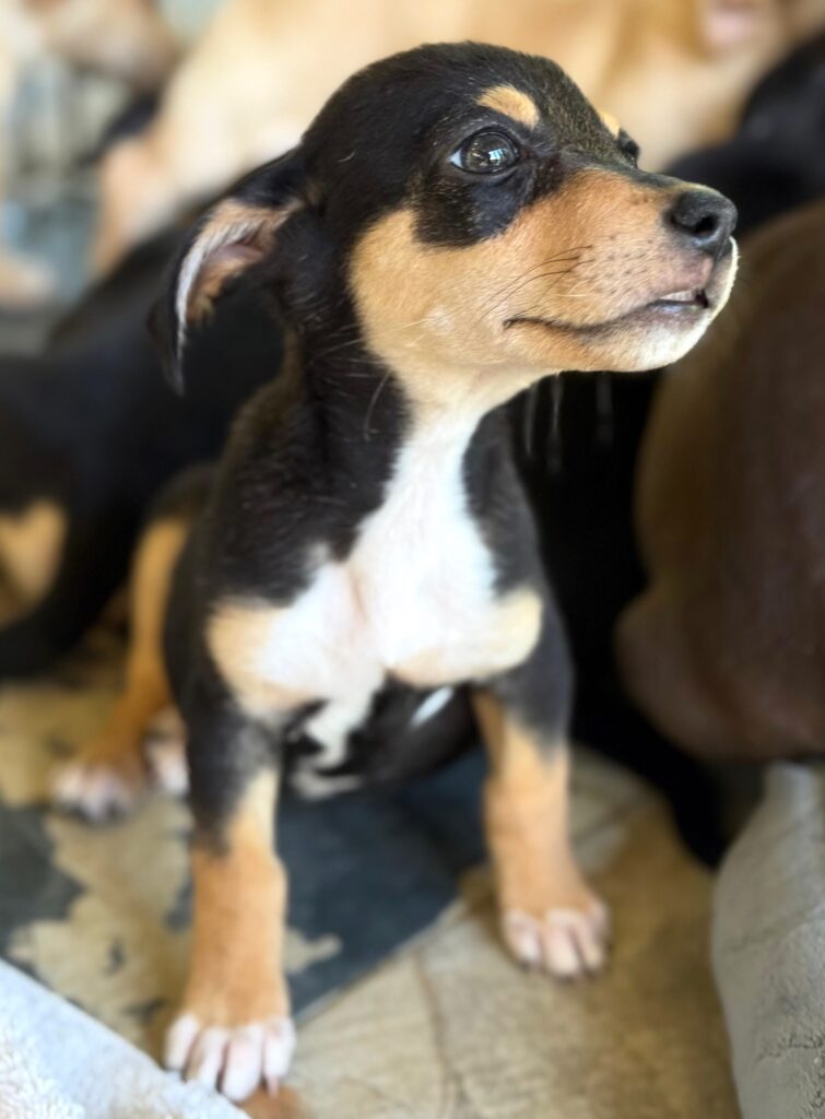Black and brown puppy with white chest standing up