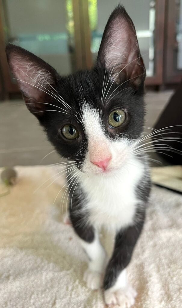 Black cat with white chest and markings on his nose