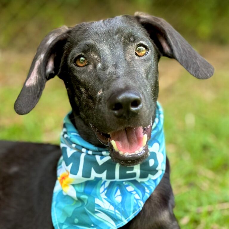 Black dog with turquoise scarf