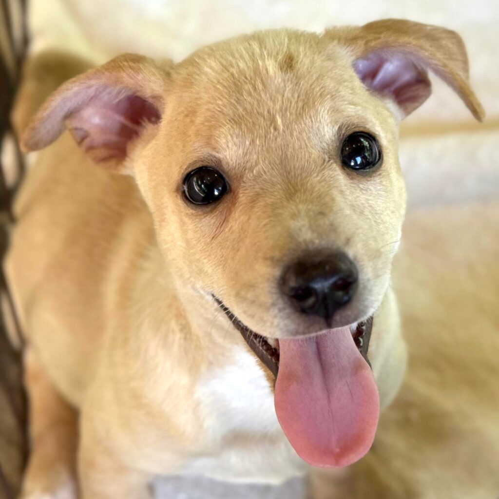 Lindo cachorro rubio con una lengua rosa