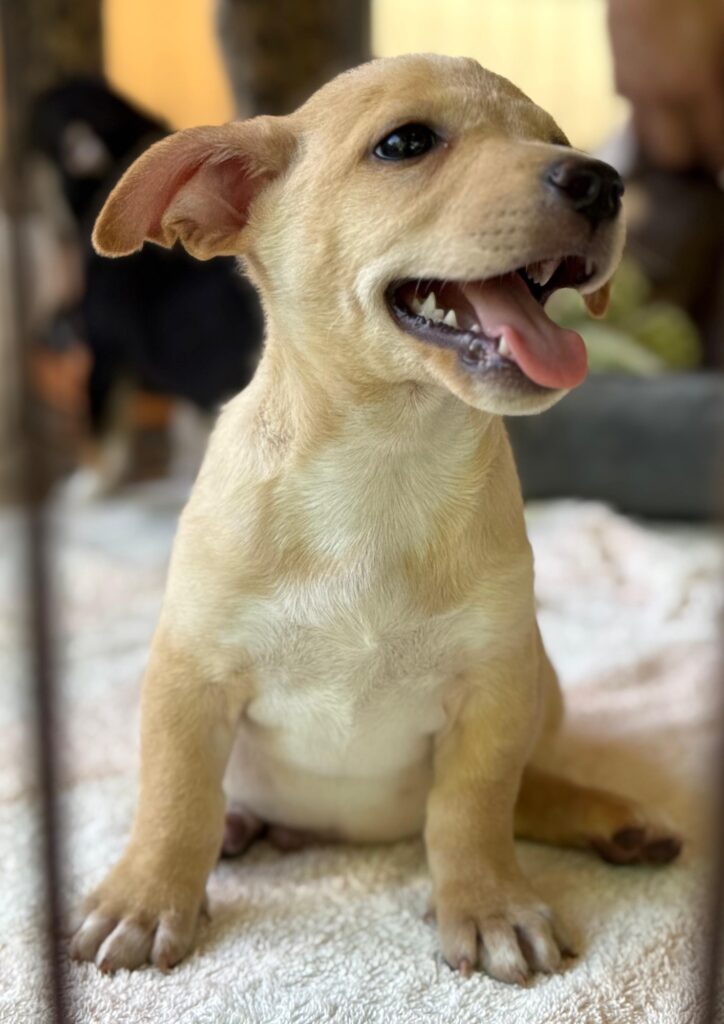 Rubio cachorro sentado mirando a la derecha