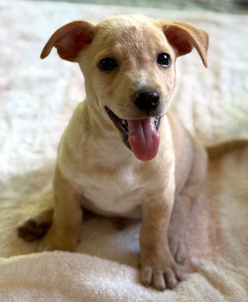 Smiling rubia cachorro sentado