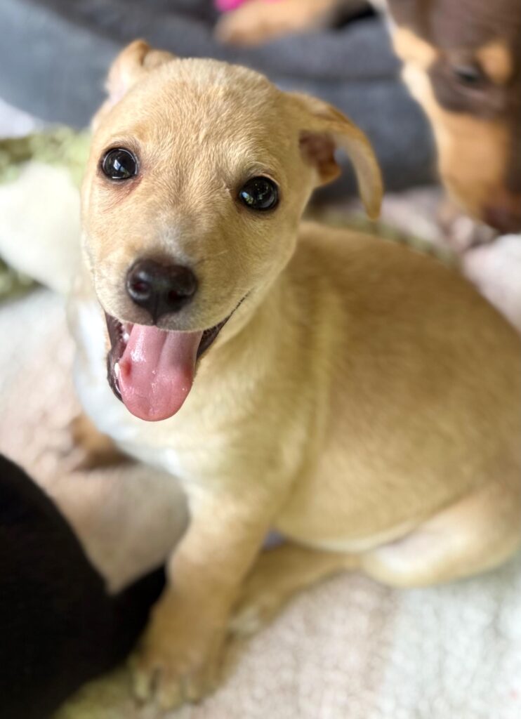 Smiling rubia cachorro