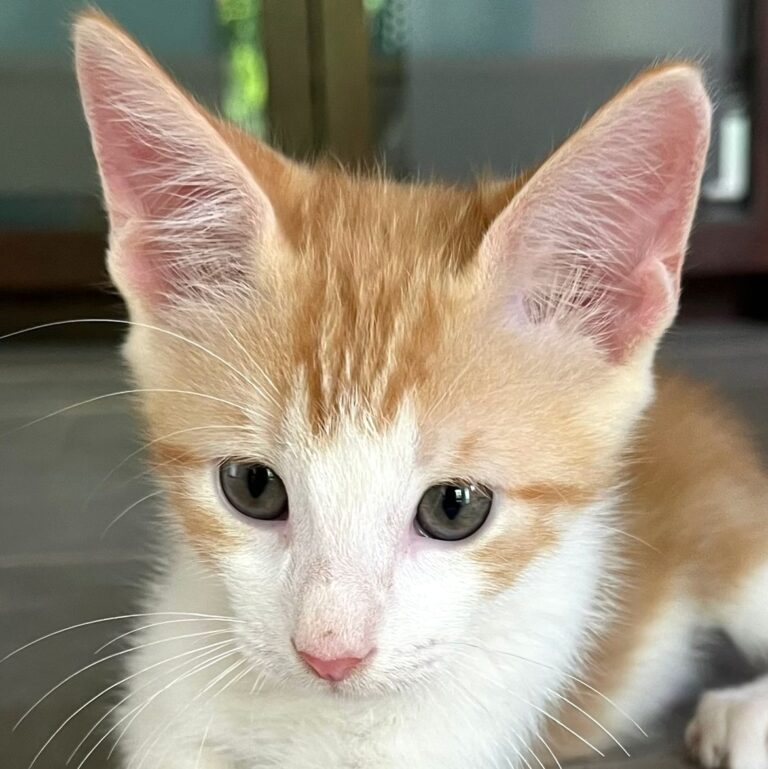 Little golden tabby kitten