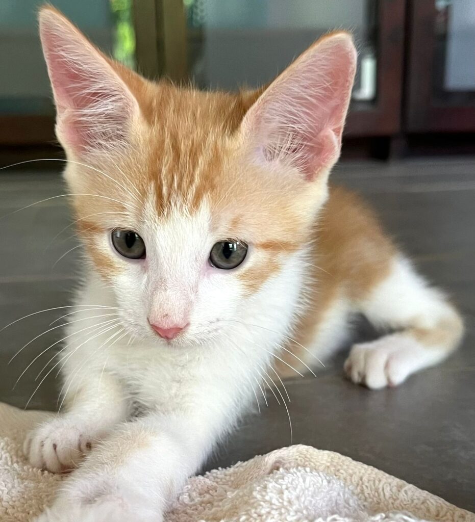 Little golden tabby kitten