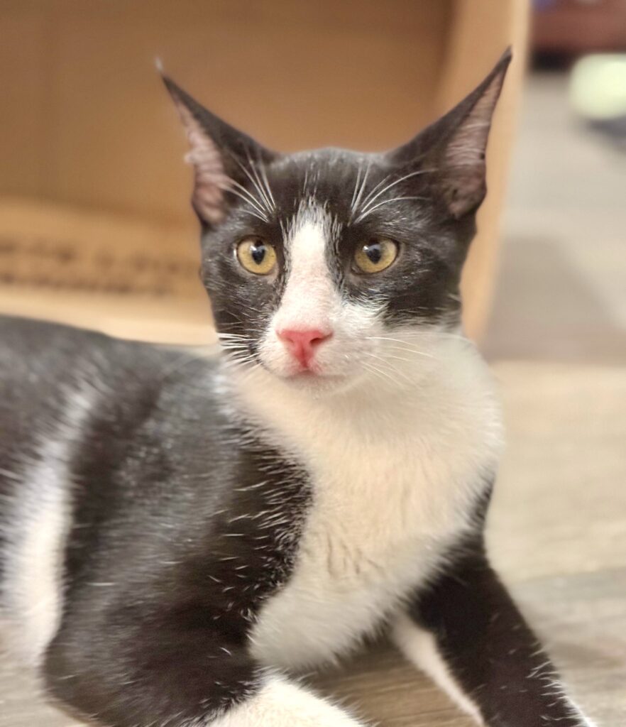 black and white cat with golden eyes