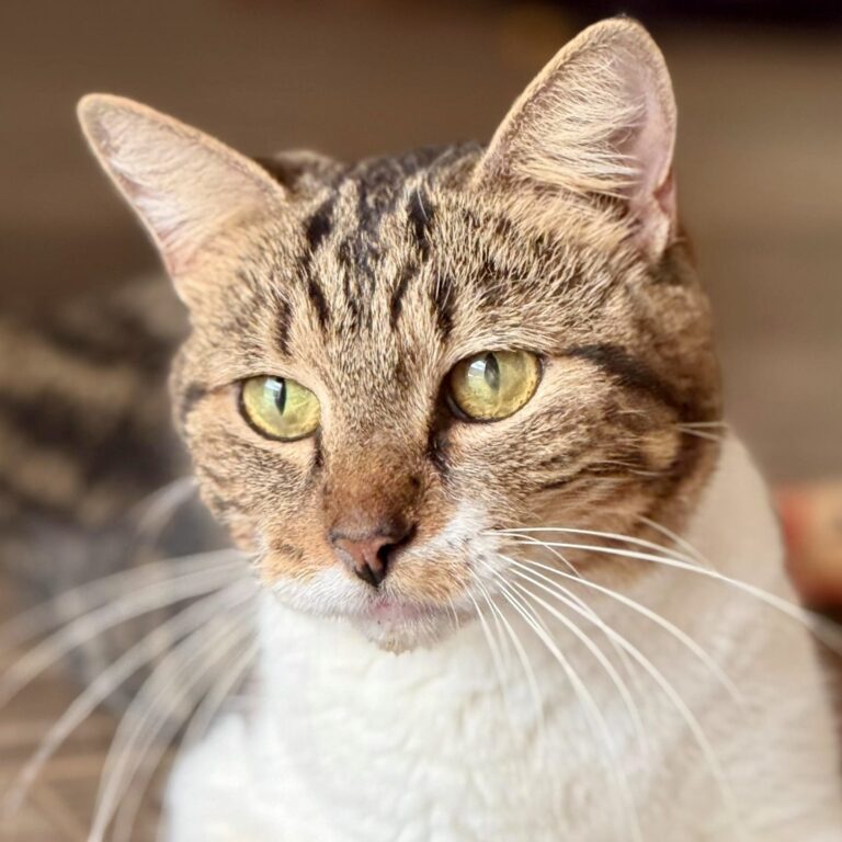 Beautiful tabby mama