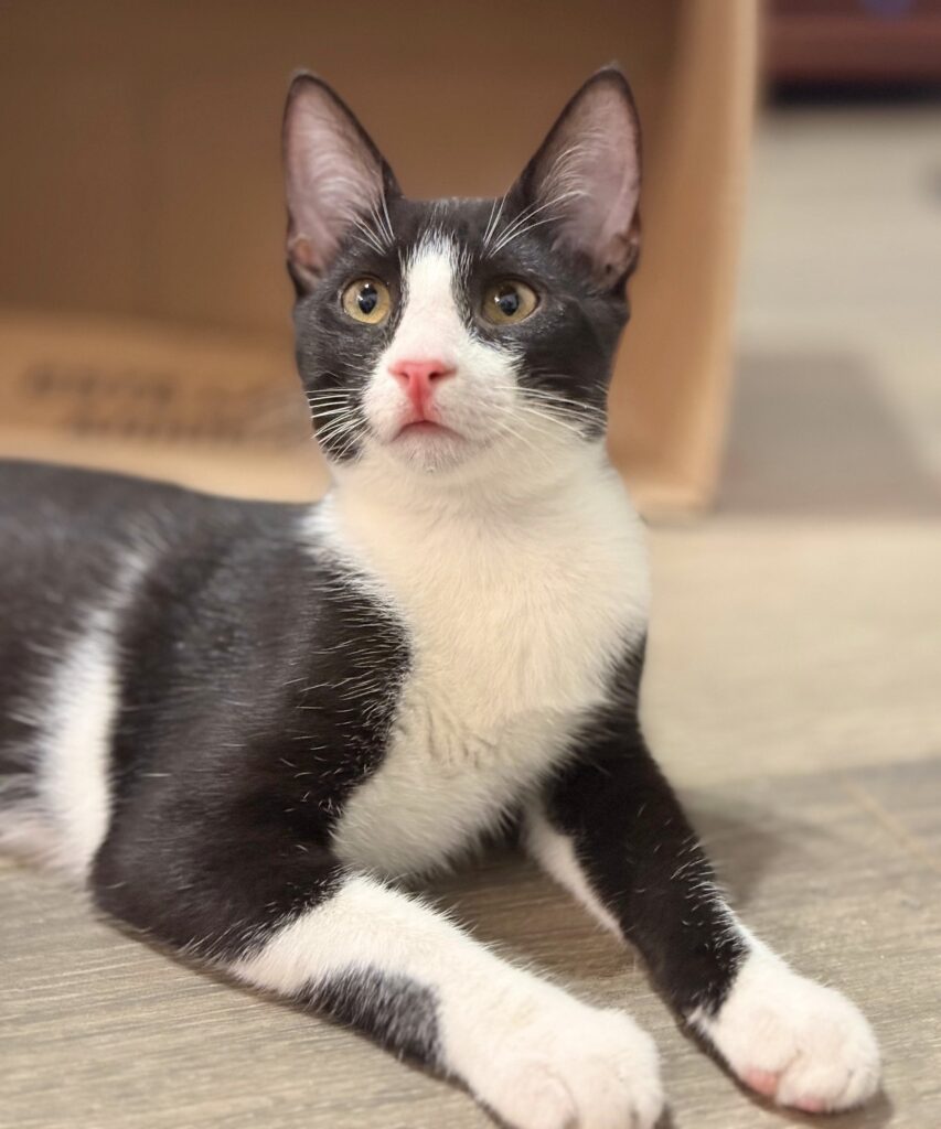 Orion looking up and thinking