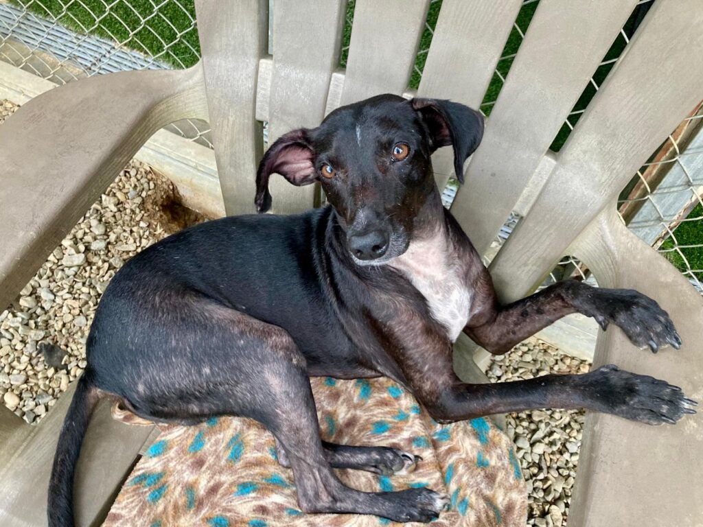 Negro con perro blanco, Chomp, en su silla de jardín de juegos de refugio, alerta ojos marrones y postura juguetona.