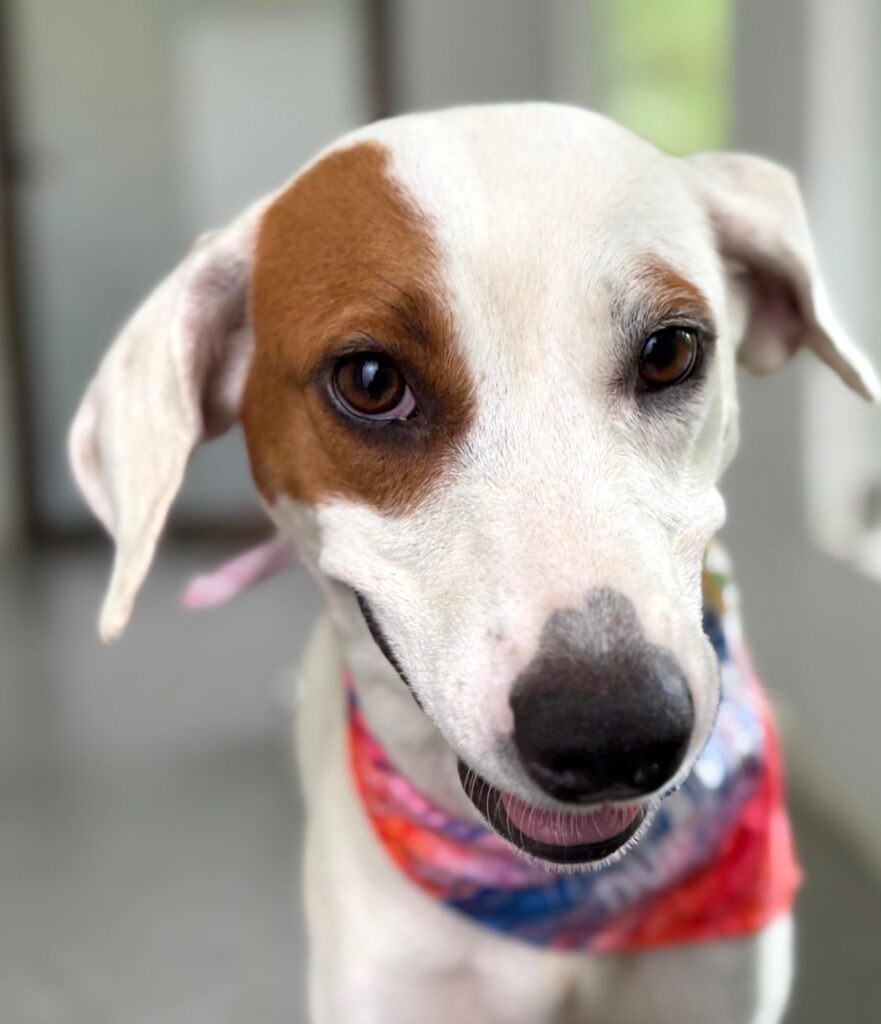 Perro blanco con parche marrón en su ojo
