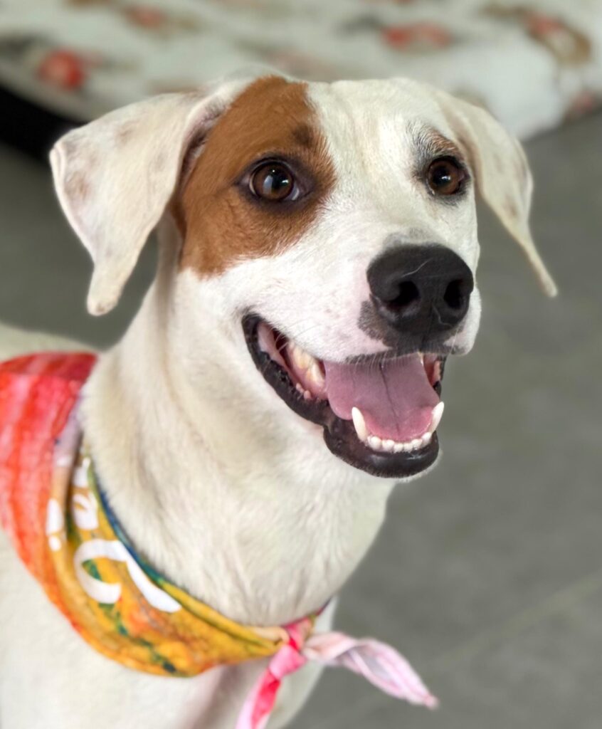 Perro blanco con vendana