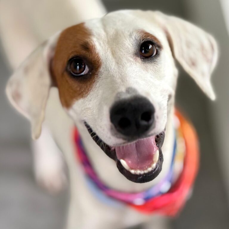 White dog with brown patch over her right eye smaling at the camera
