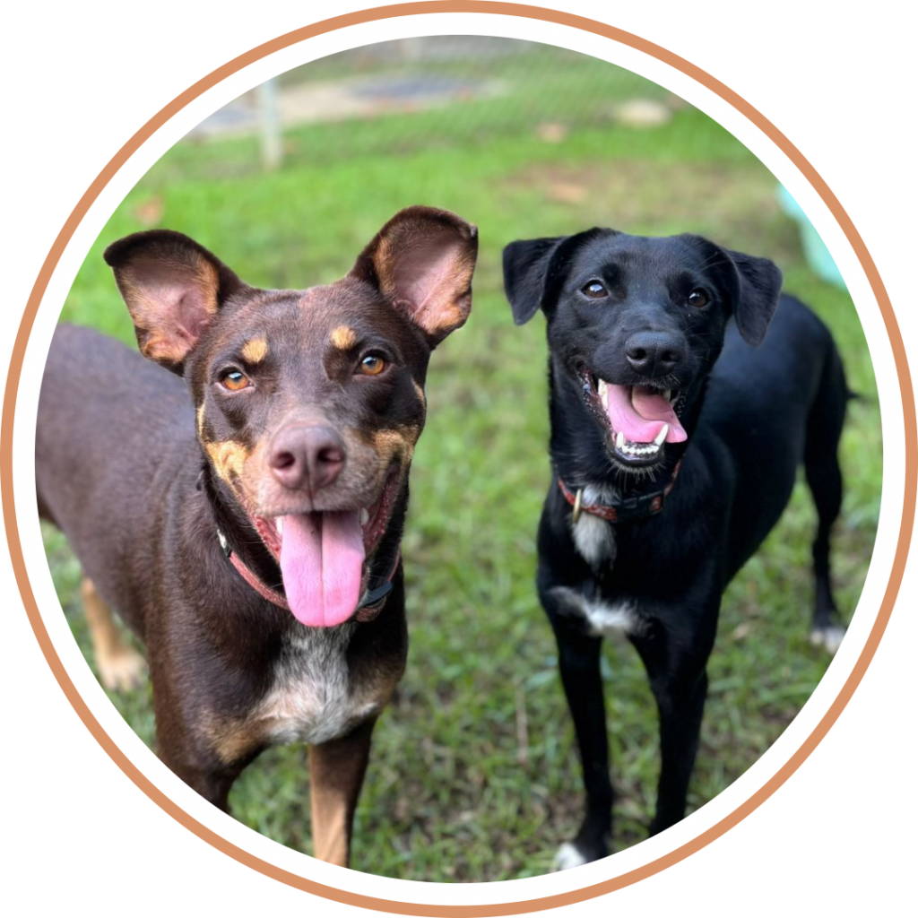 2 hermosos perros rescatados, Copper y Cherry, en el patio de juegos en el refugio El Refugio