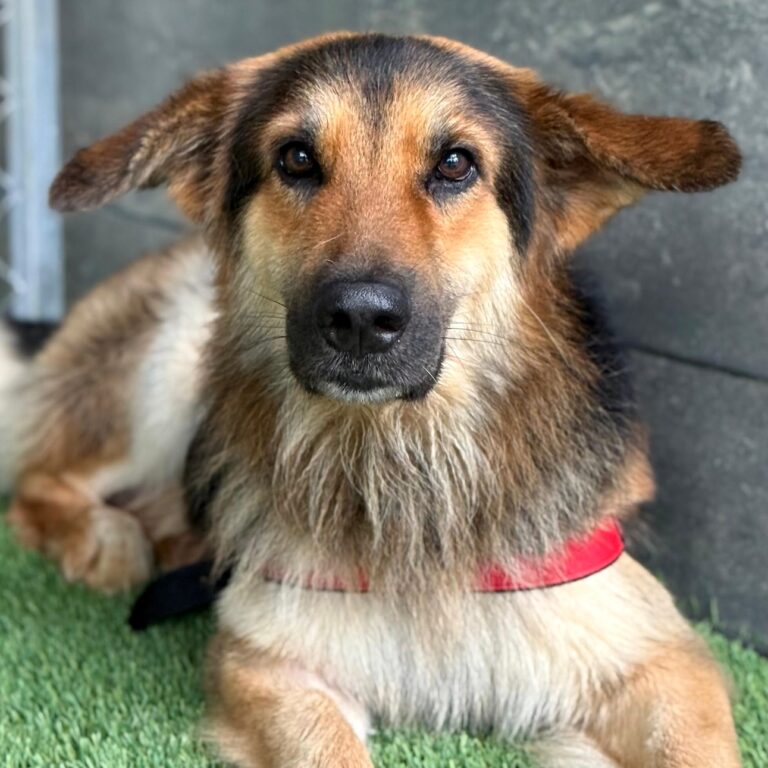 Beautiful black and brown shepard with big beard.