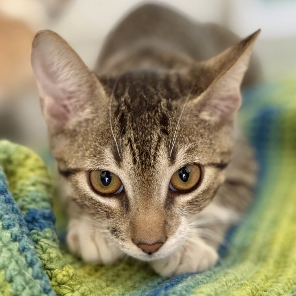 Tabby kitten with golden eyes