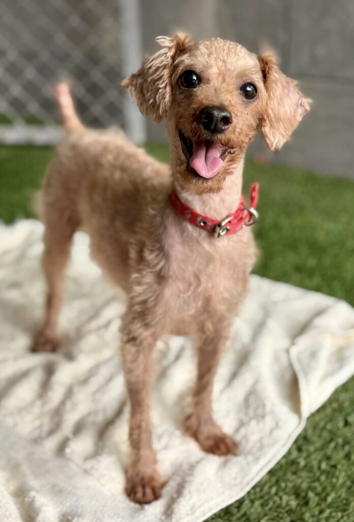Cute golden dog with so much personality
