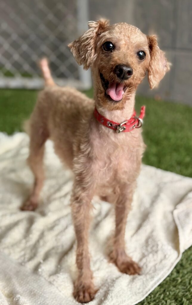 Raisin is a little love