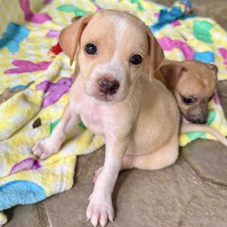 Tan and white puppy
