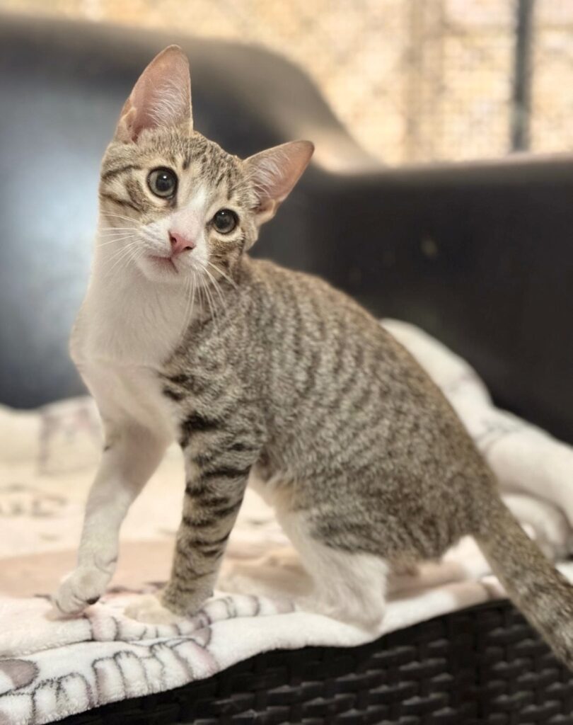 Tabby kitten with a question