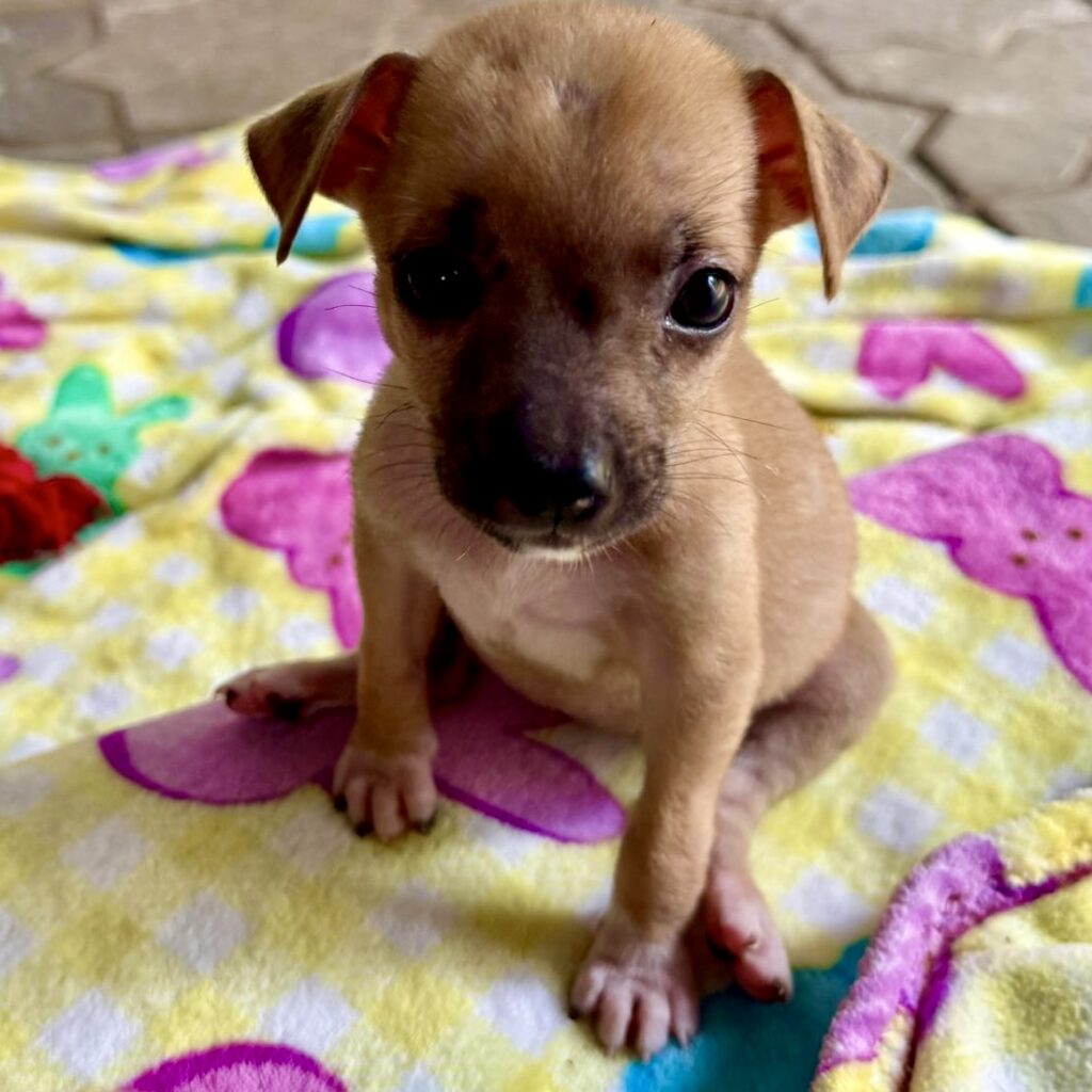 Tan puppy with dark face