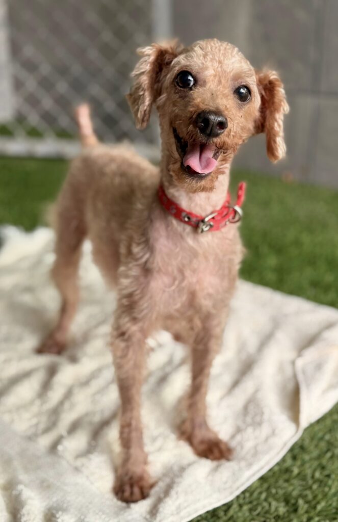 Golden dog with bright collar