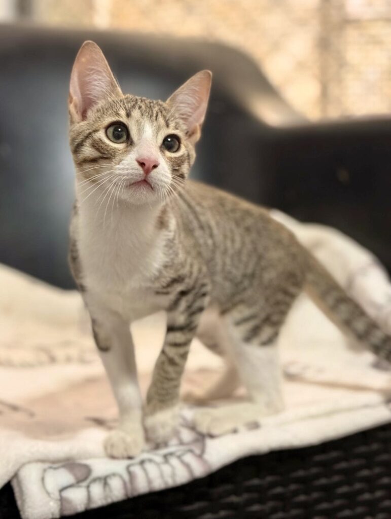 Glowing tabby kitten