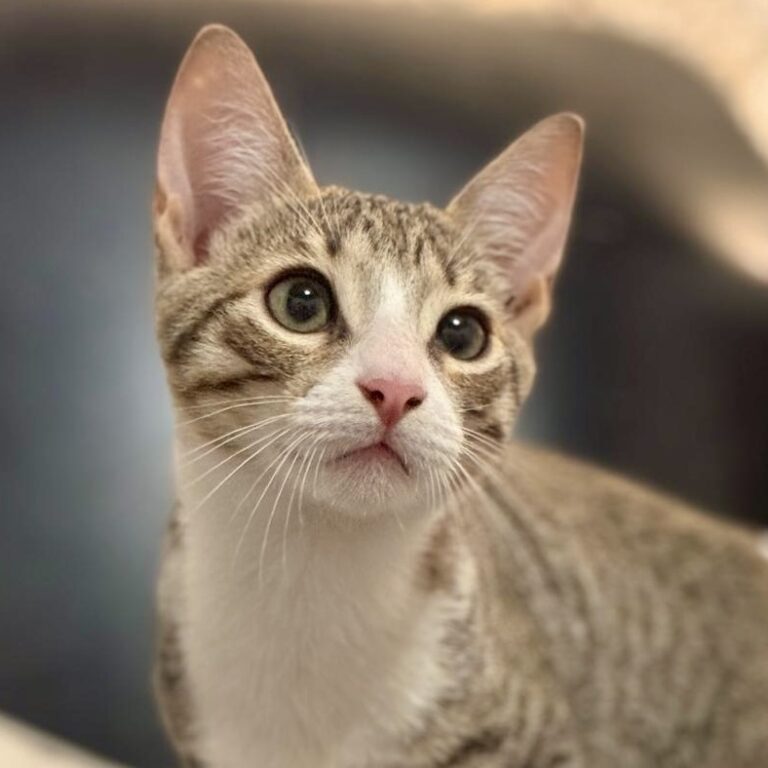 Grey tabby glowing